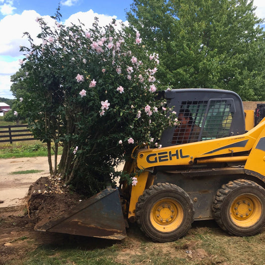 Shrub Transplant